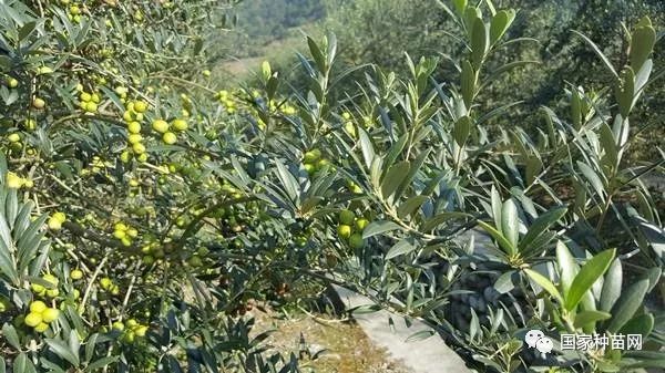 西昌已成我国更大油橄榄种质资源库