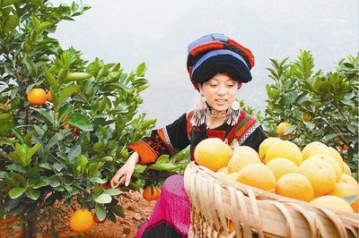 擦亮金字招牌 做强脐橙产业——中国优质脐橙研究中心在雷波成立