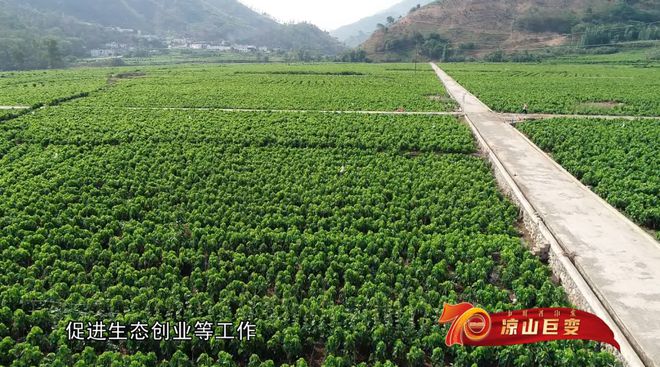 凉山力争2023年实现林草产业综合产值235亿元
