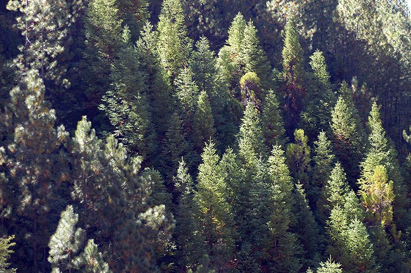 凉山发展特色林业产业助推乡村振兴