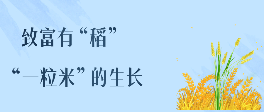 致富有“稻” “一粒米”的生长