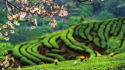 在第十三届四川国际茶业博览会上——国胜茶摘得“金奖茶叶”称号
